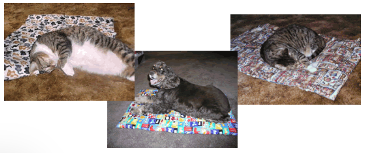 RAINBOW TIE DYE BONES & PAWS PET BLANKET