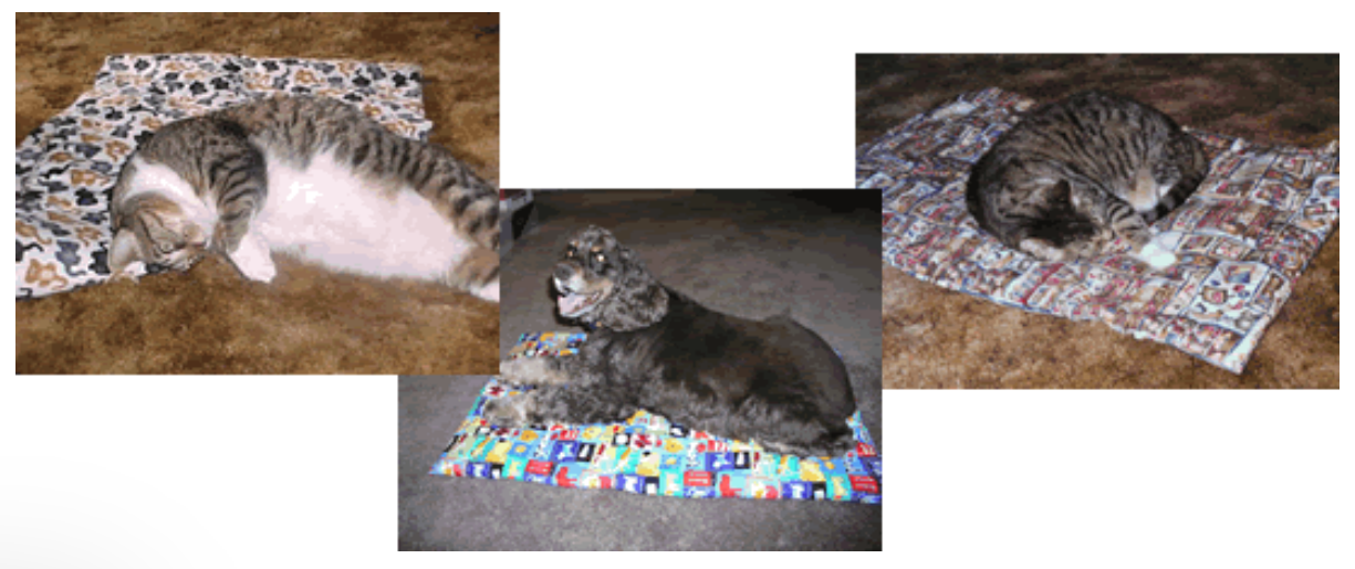 KITTY CHRISTMAS PET BLANKET